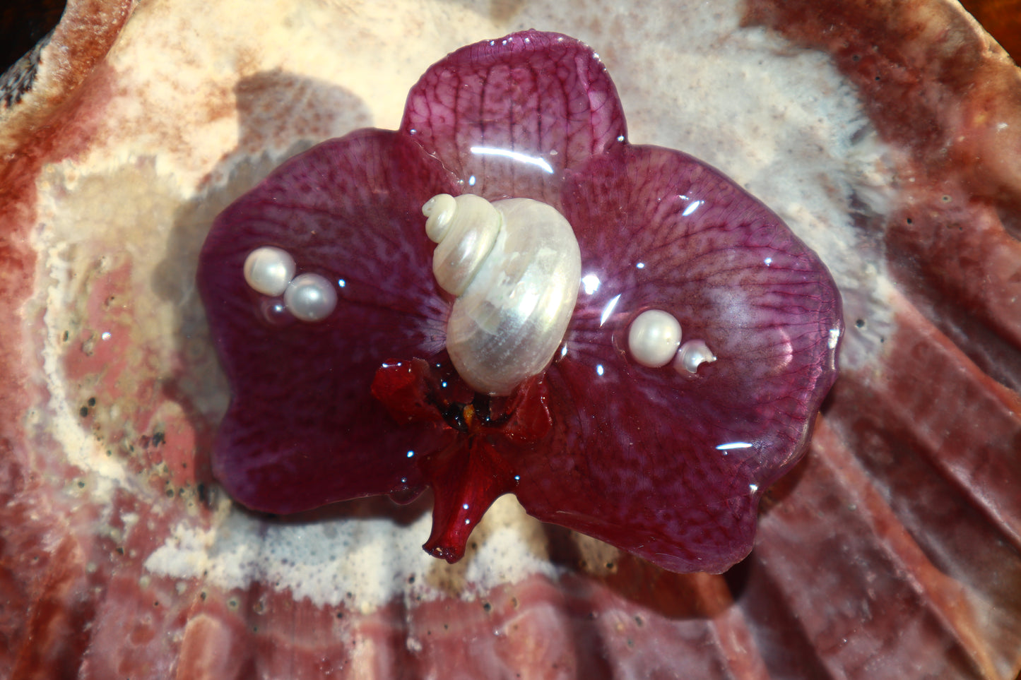 Phalaenopsis & Shell Clip