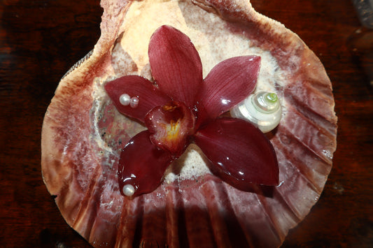 Cymbidium & Shell Clip