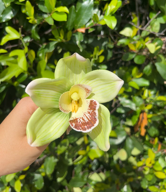 Floral Clip🌿 Green Orchid