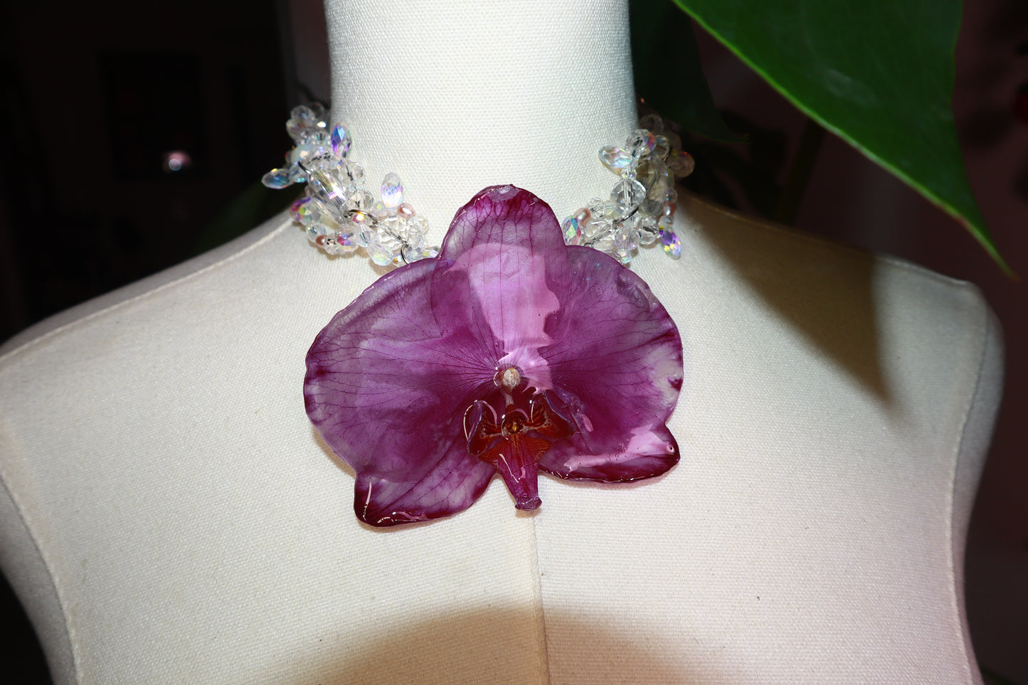 Orchid Princess