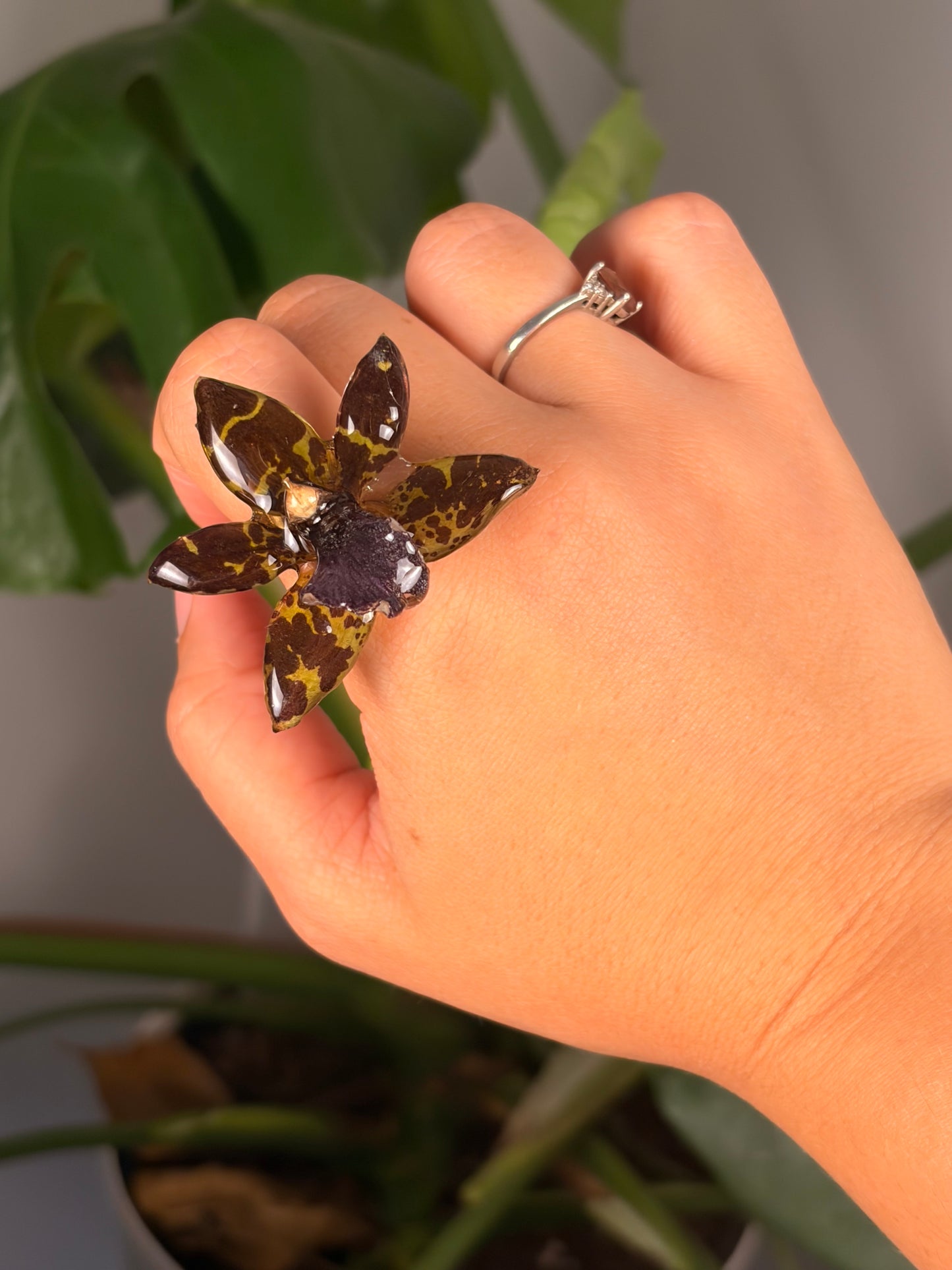 Exótica Ring