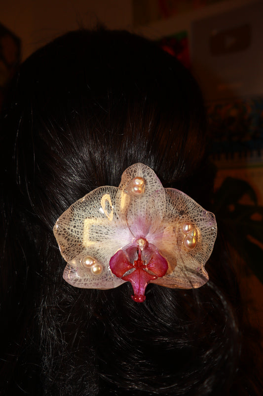 Phalaenopsis Clip