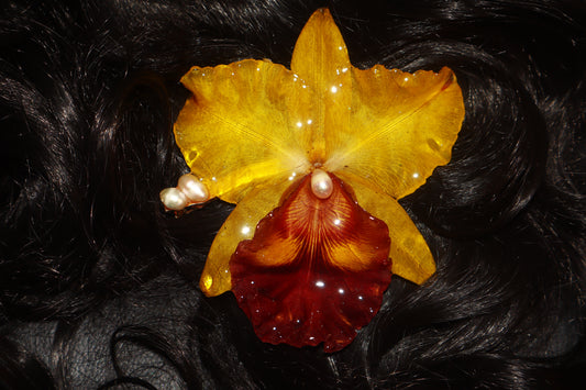 Cattleya Gigante Clip