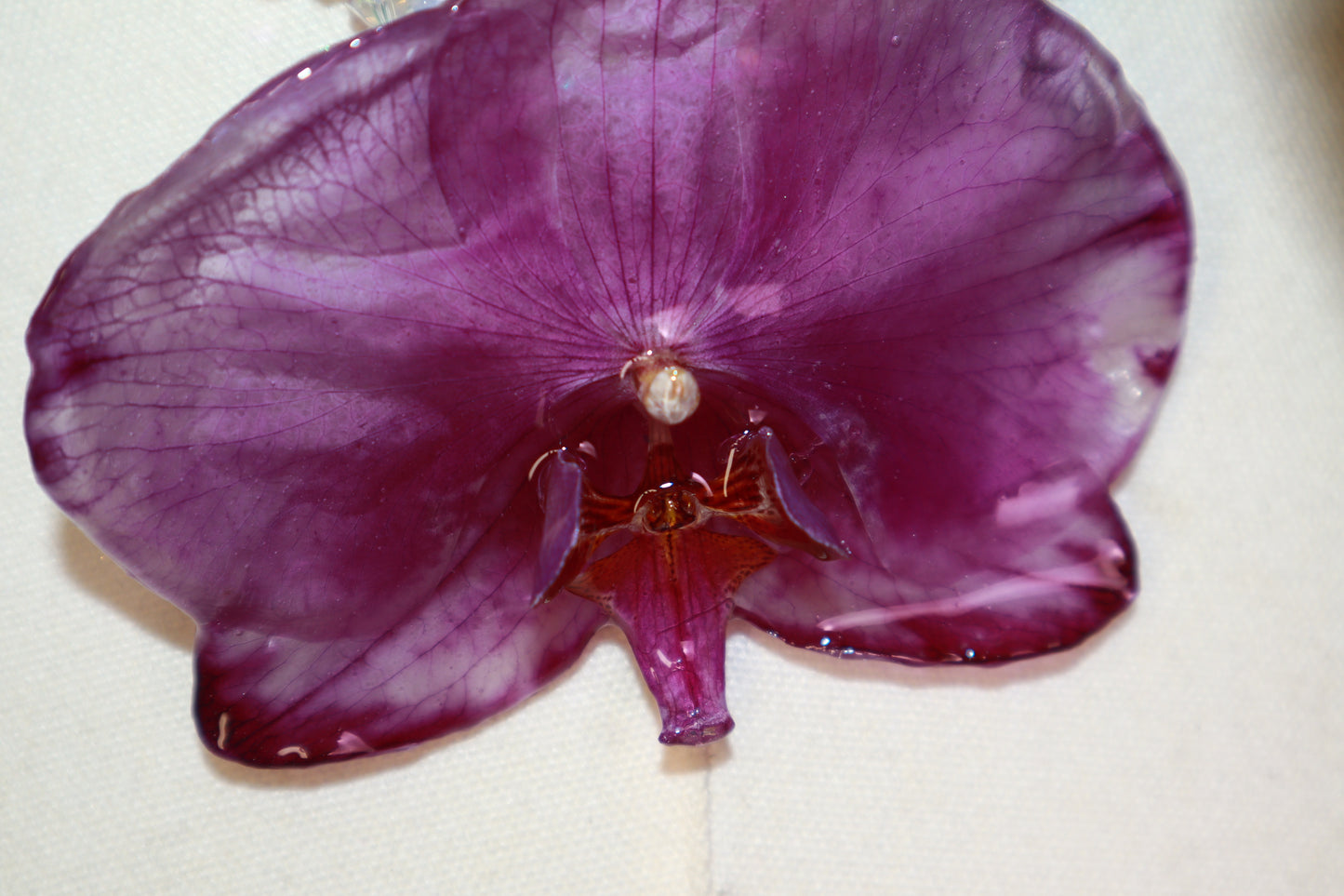 Orchid Princess