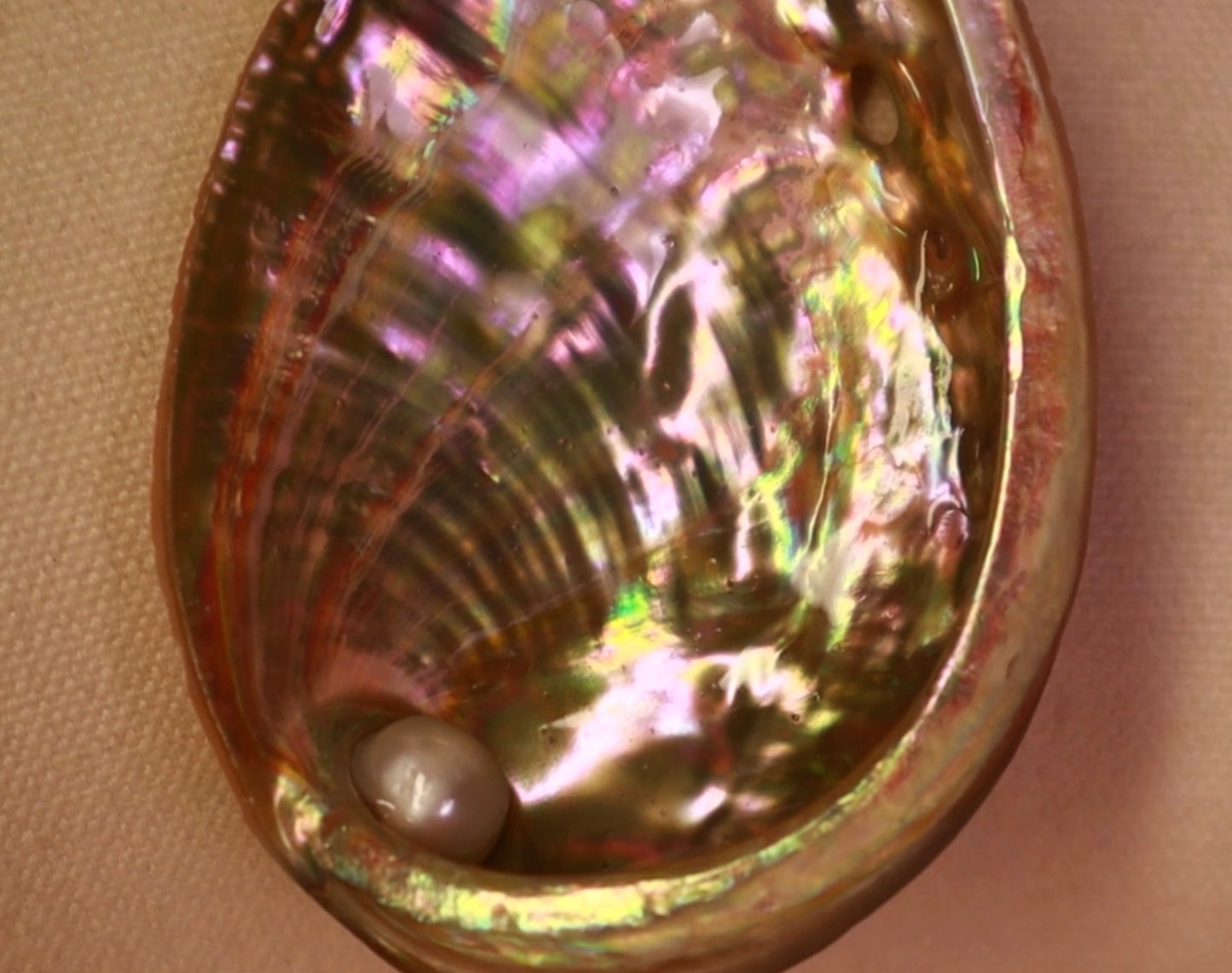 Sirena del Caribe