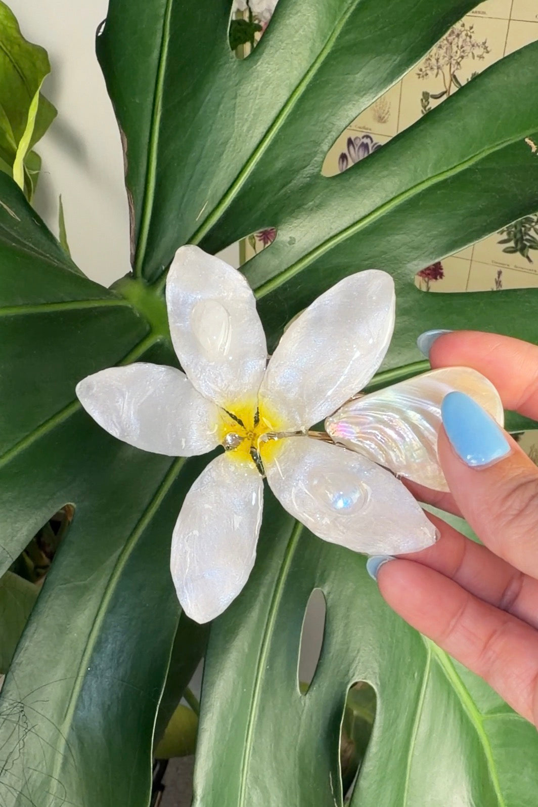 Piedra Lunar plumeria