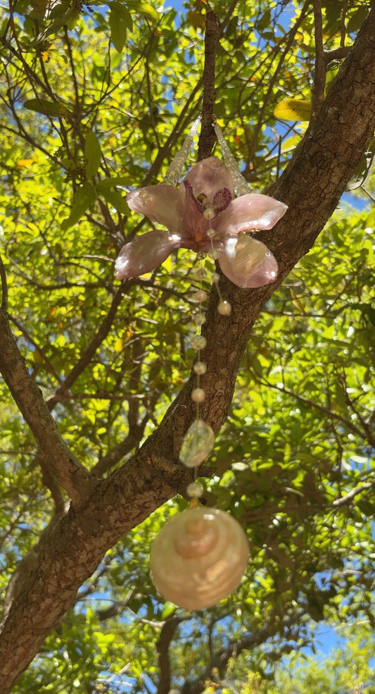 Cymbidium 🌺 Atrapasoles