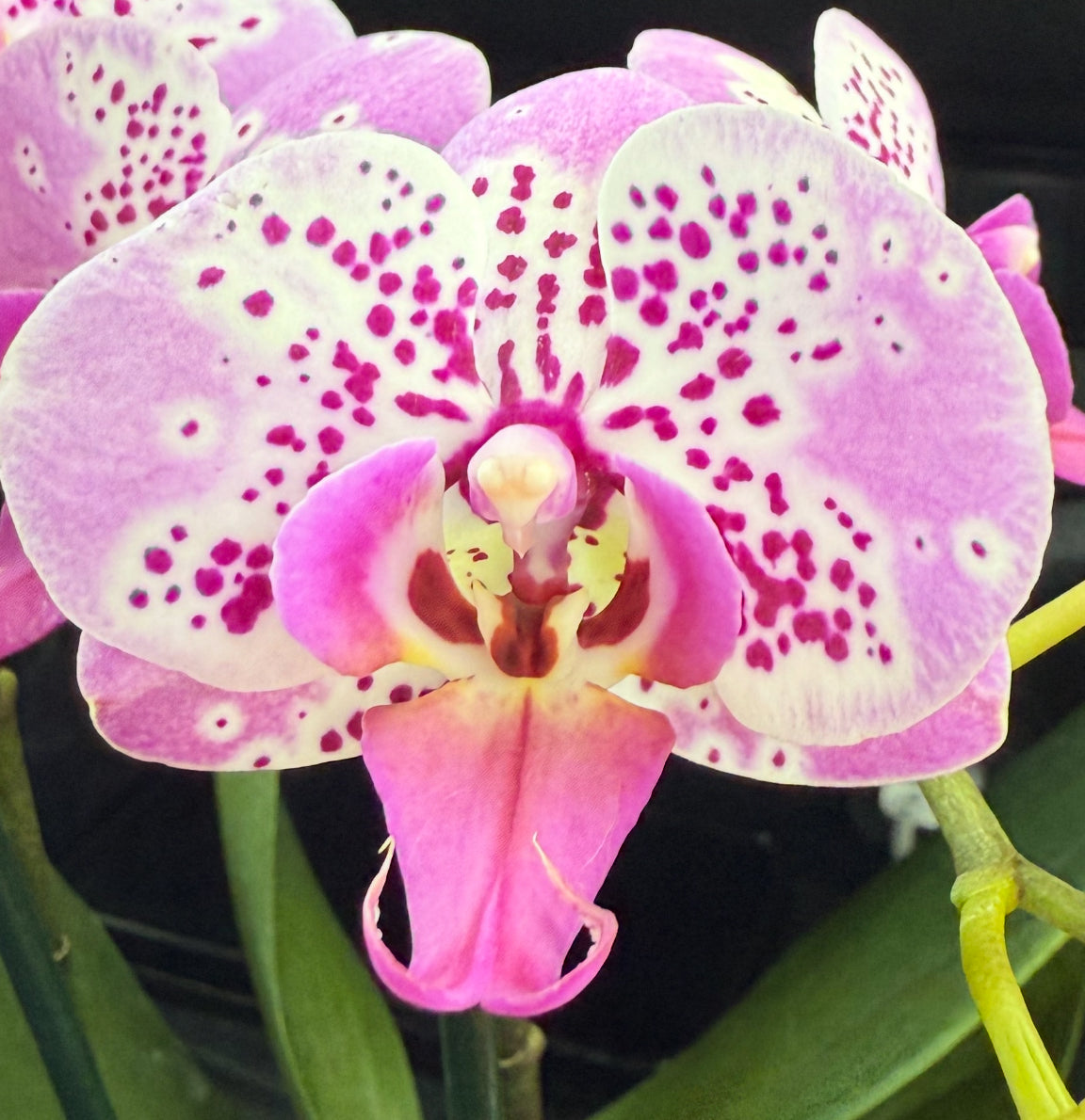 The Caribbean Swing The Caribbean Swing