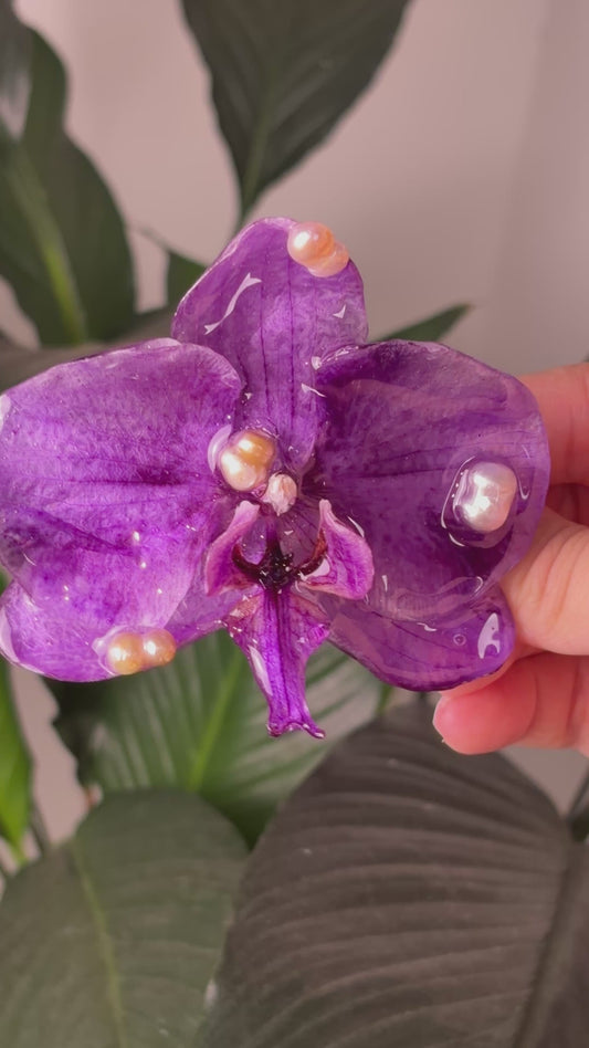 Phalaenopsis Clip