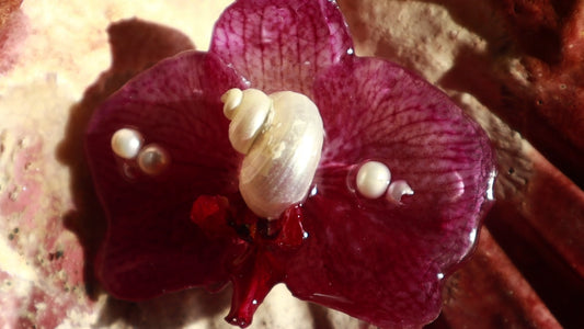 Phalaenopsis & Shell Clip
